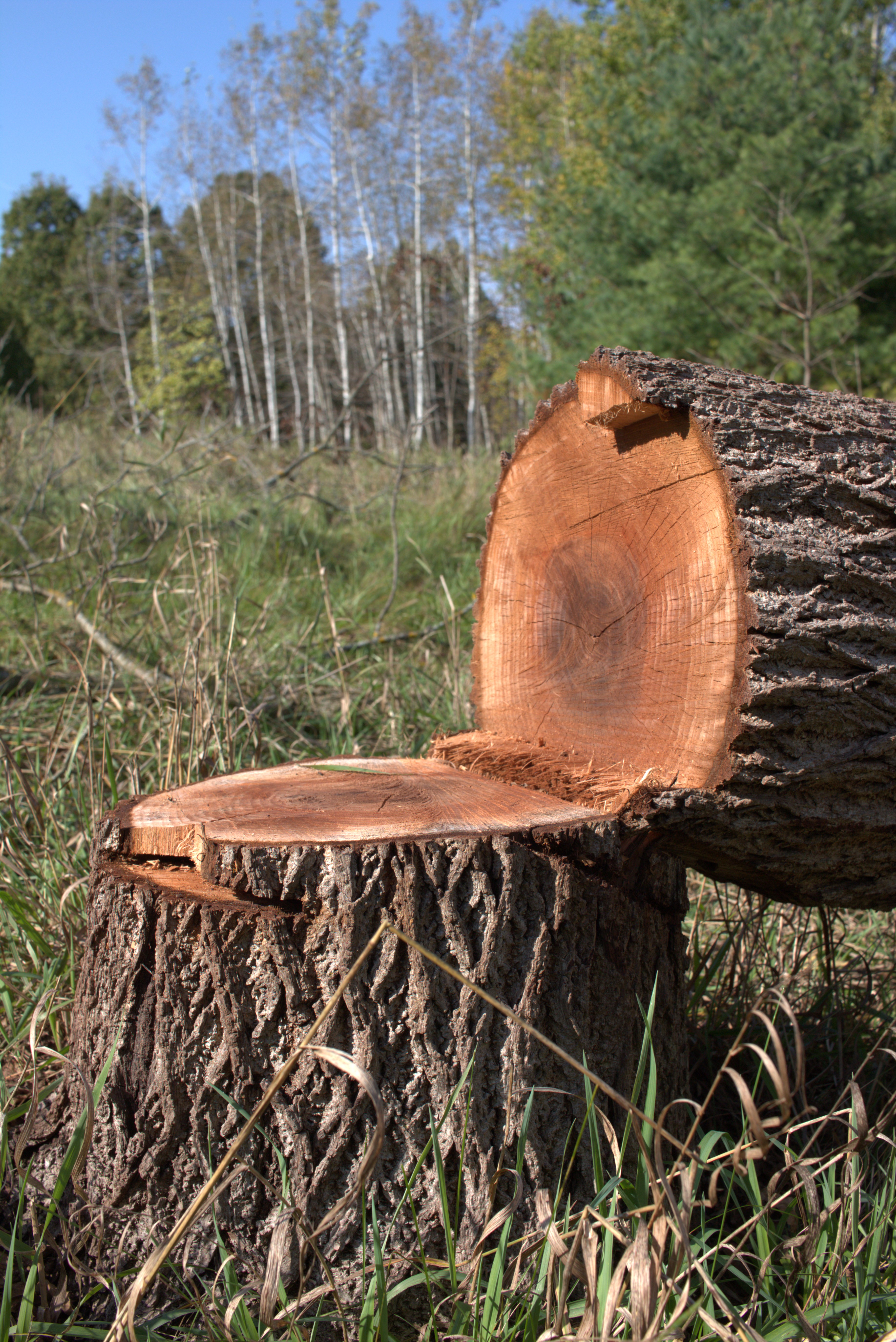 Cut of downed Black Walnut Tree